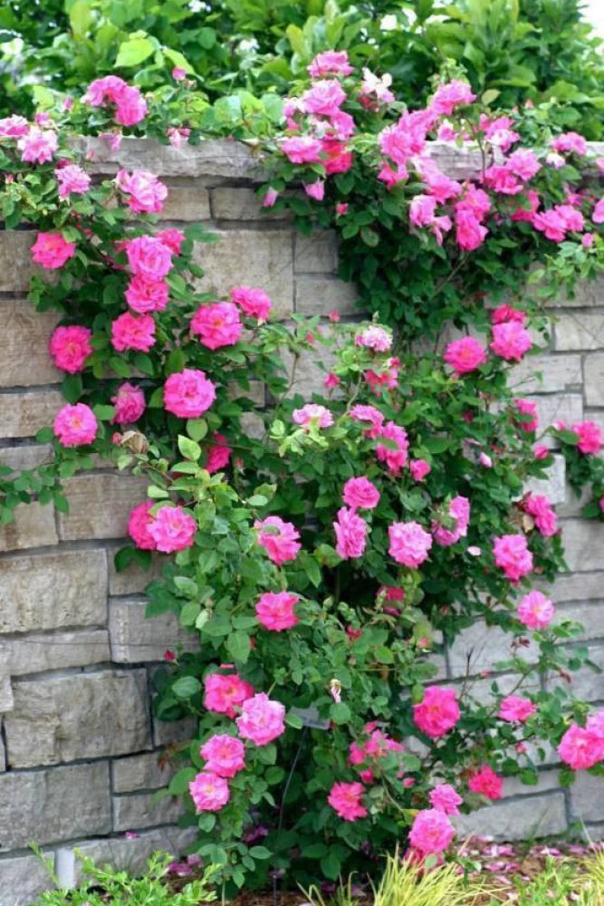 Elegant Climbing Rose Flower Seeds
