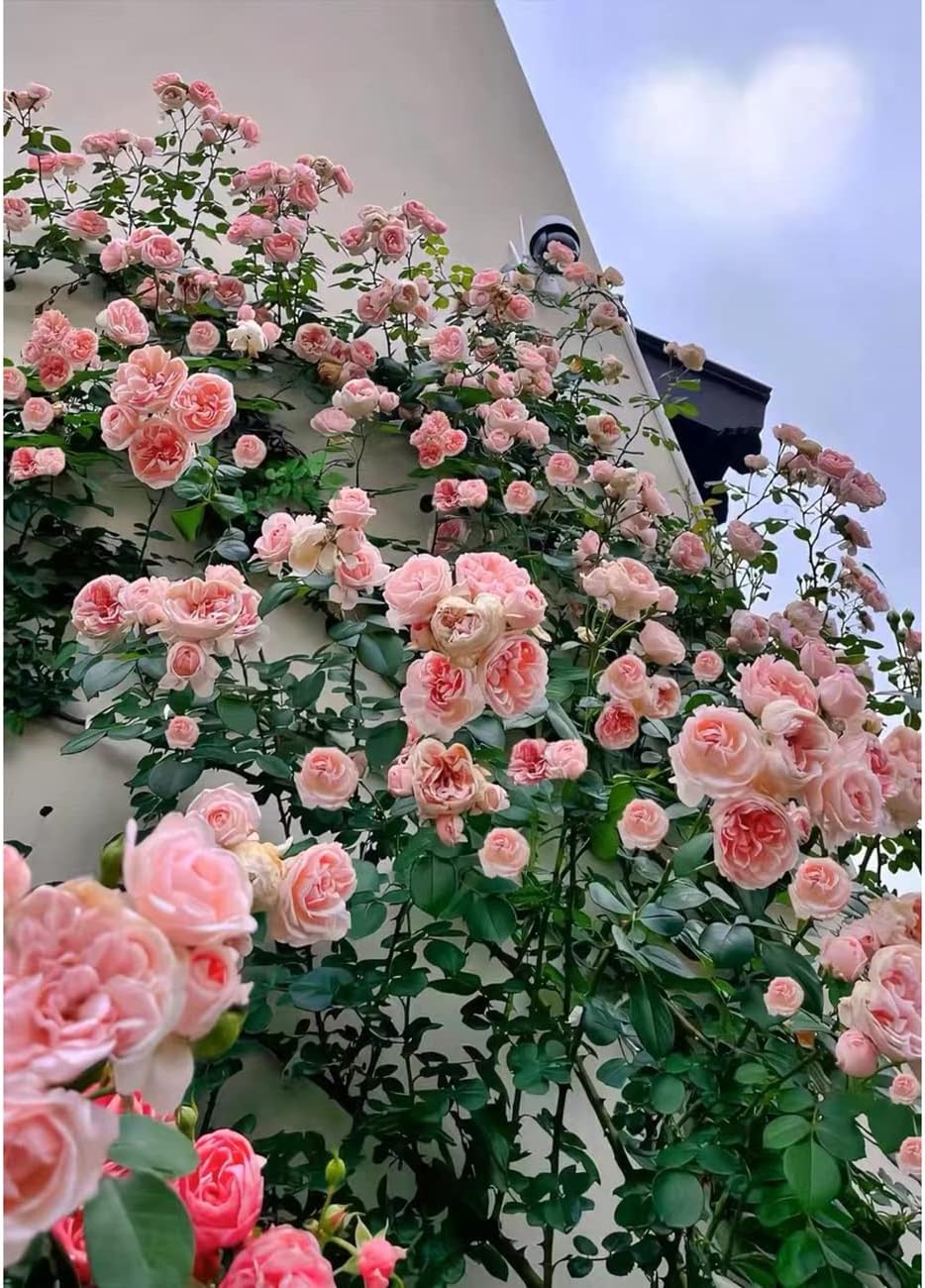 Elegant Climbing Rose Flower Seeds