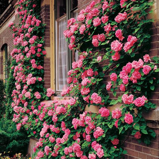 Elegant Climbing Rose Flower Seeds