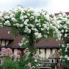 Elegant Climbing Rose Flower Seeds