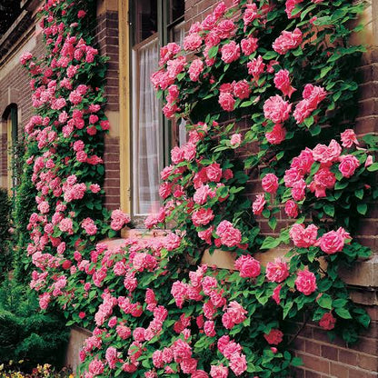 Elegant Climbing Rose Flower Seeds